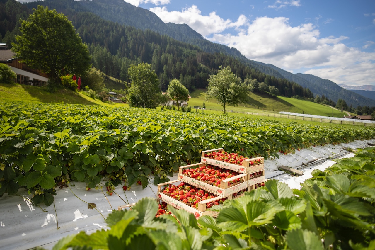 20260708_Jelerhof-29753
