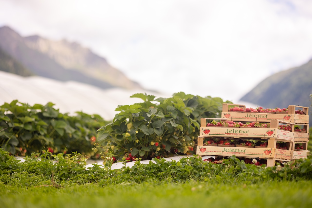 jelerhof-erdbeeren-gsies-suedtirol