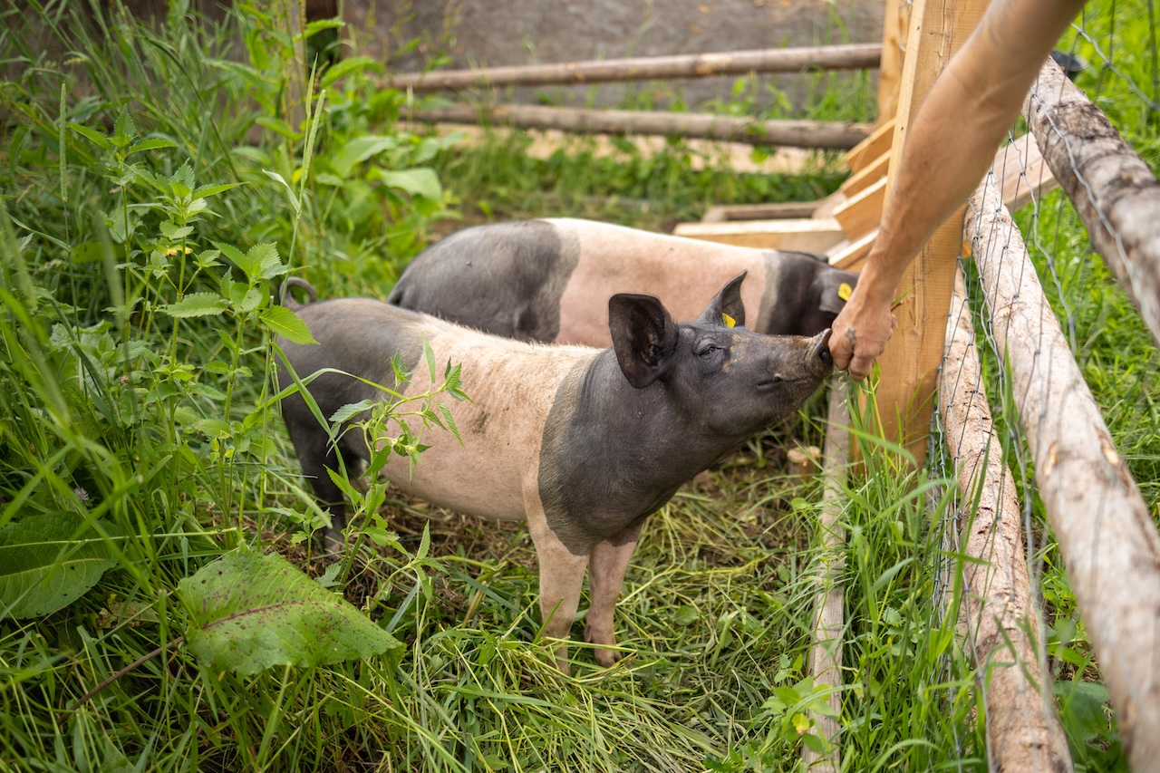 tiere-am-jelerhof